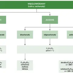 Schemat podziału węglowodanów: proste (monosacharydy, np. glukoza) i złożone. Cukry proste to podstawowe cegiełki.