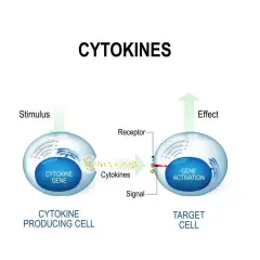Komórka produkująca cytokiny uwalnia je po stymulacji. Cytokiny działają jak sygnał, aktywując geny w komórce docelowej.