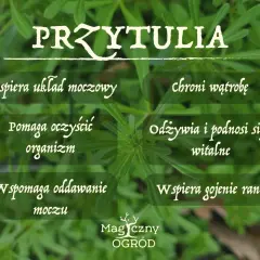 Przytulia czepna właściwości: wspiera układ moczowy, oczyszcza organizm, wspomaga oddawanie moczu, chroni wątrobę, odżywia i podnosi siły witalne, wspiera gojenie ran.