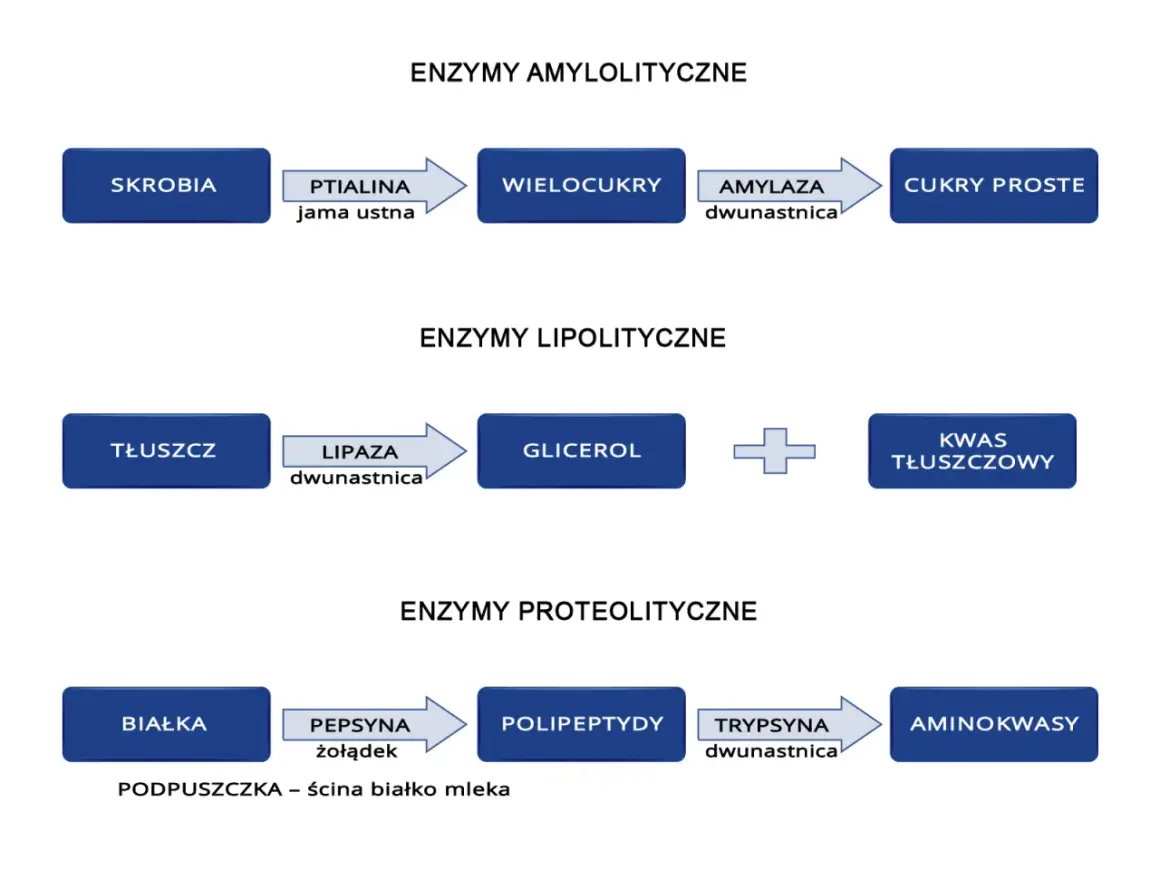 Schemat trawienia: skrobia przez amylazę rozkładana do cukrów prostych. Tłuszcze na glicerol i kwasy tłuszczowe. Białka na aminokwasy.