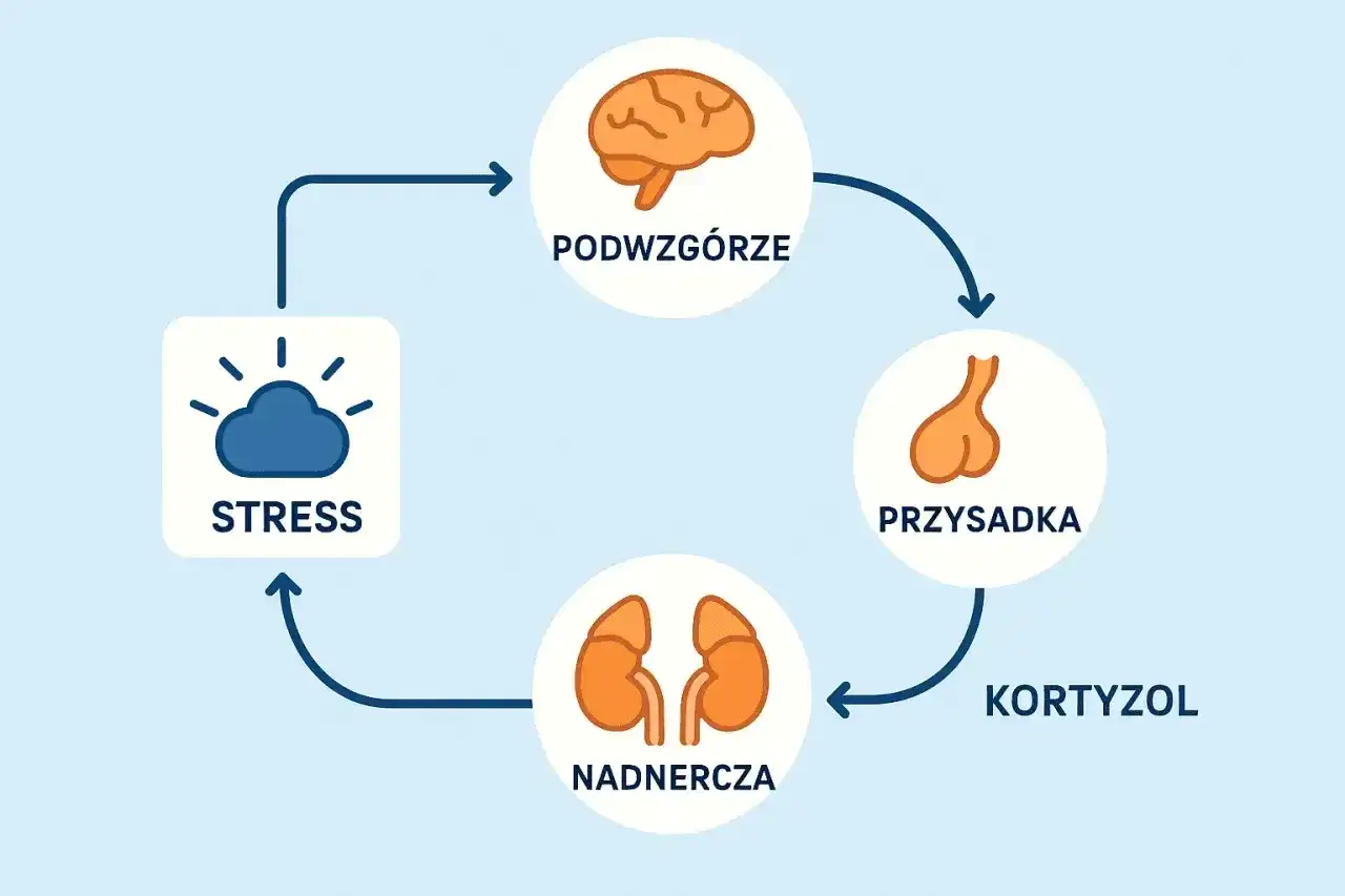 ACTH - co oznacza wynik i jak interpretować go z kortyzolem?