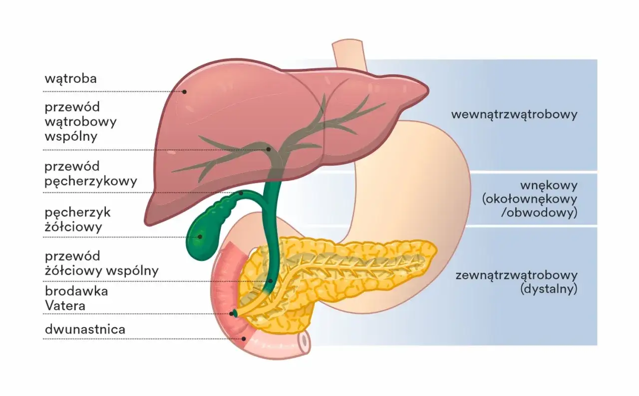 Anatomia dróg żółciowych i trzustki. Ilustracja pokazuje wątrobę, pęcherzyk żółciowy i trzustkę, kluczowe dla trawienia i zapobiegania cholestazie.