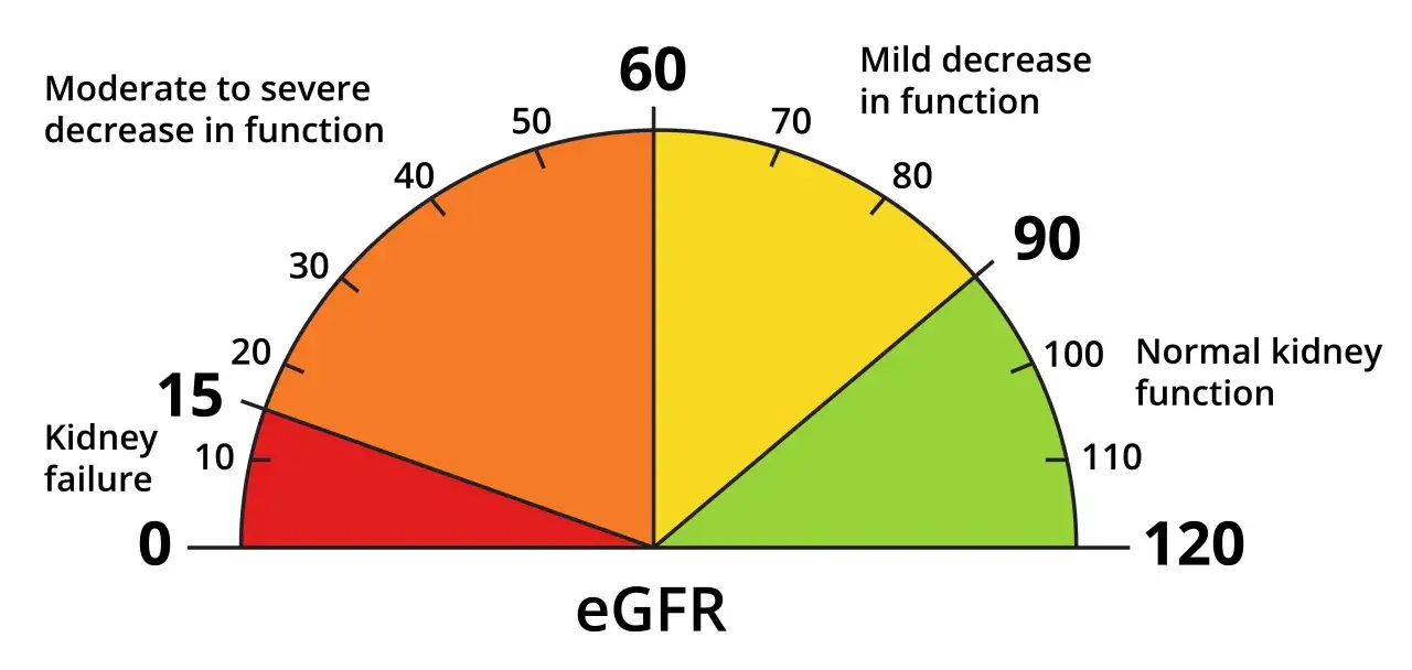 Wskaźnik eGFR: od niewydolności nerek (<15) do prawidłowej funkcji (>90). Kolory od czerwonego (najgorzej) przez pomarańczowy, żółty do zielonego (najlepiej).
