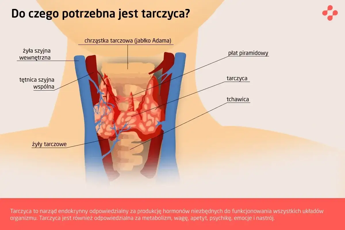 Anatomia szyi z zaznaczoną tarczycą, która znajduje się przed tchawicą, poniżej chrząstki tarczowej.