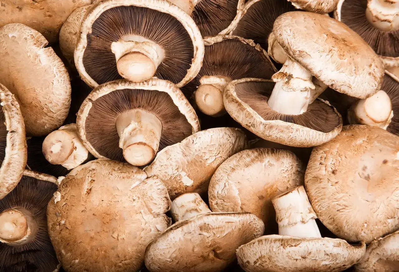 Duże, brązowe pieczarki portobello ułożone blisko siebie. Czy można jeść surowe pieczarki? Te wyglądają apetycznie.